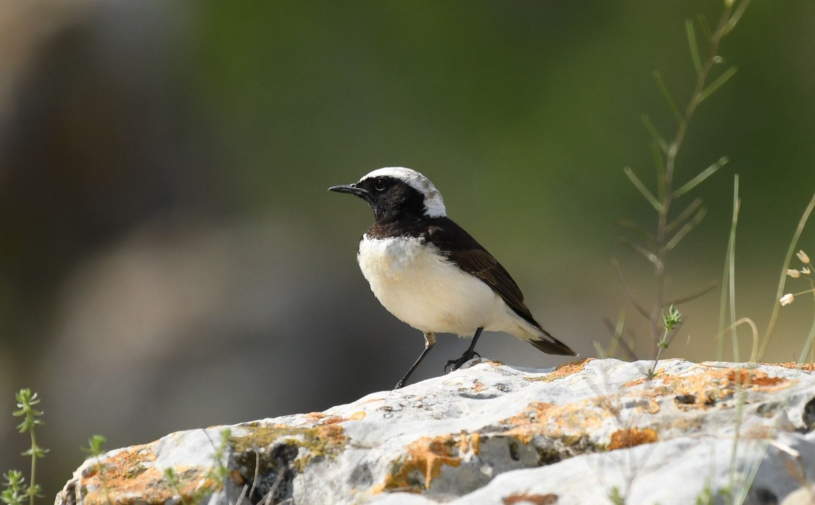 Pied wheatear (Oenanthe pleschanka)