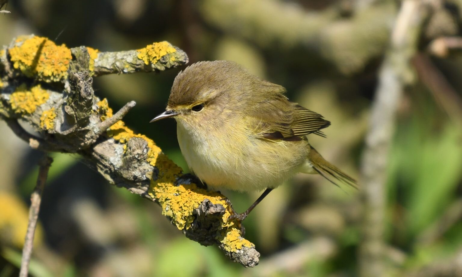 Phylloscopus collybita