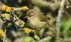 phylloscopus collybita