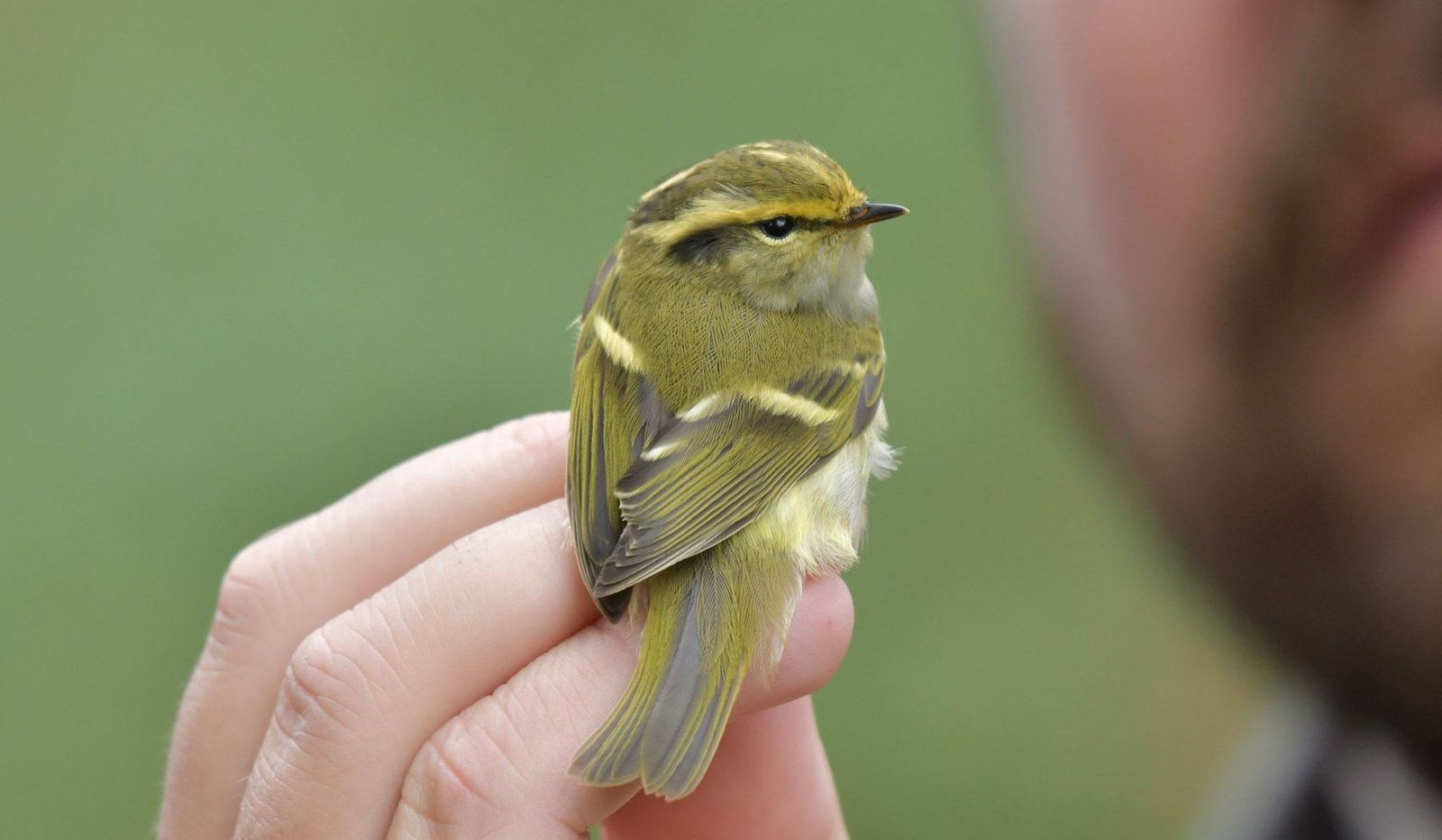Pallas’s leaf warbler – (Phylloscopus proregulus)