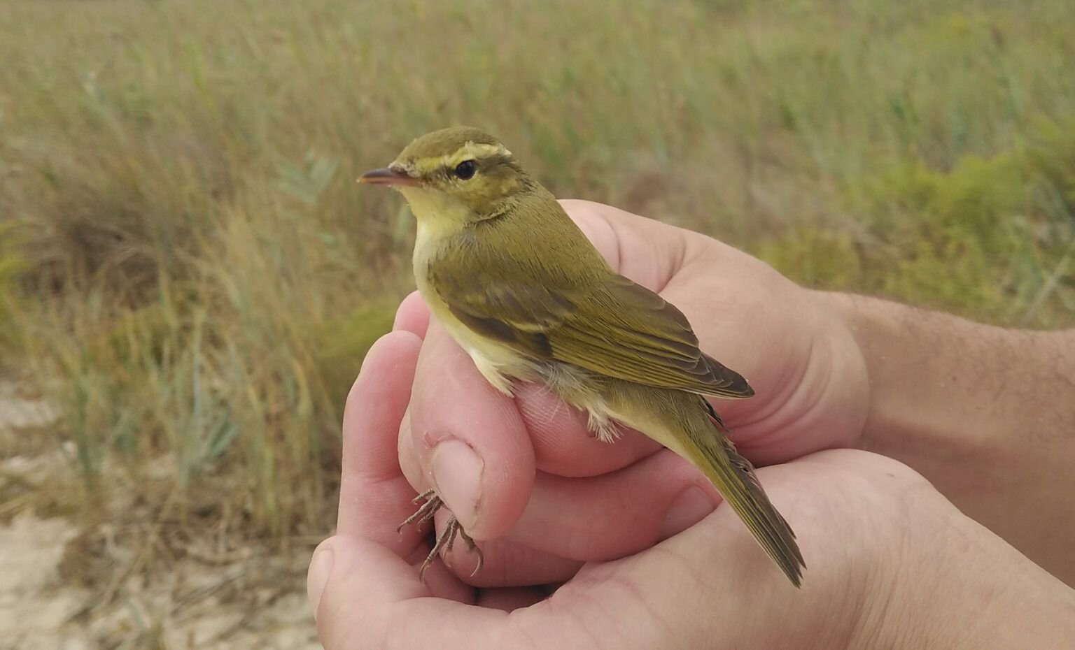 Phylloscopus trochiloides