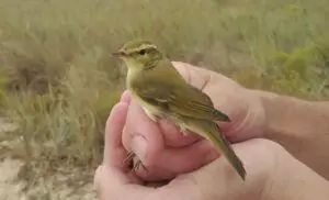Phylloscopus trochiloides