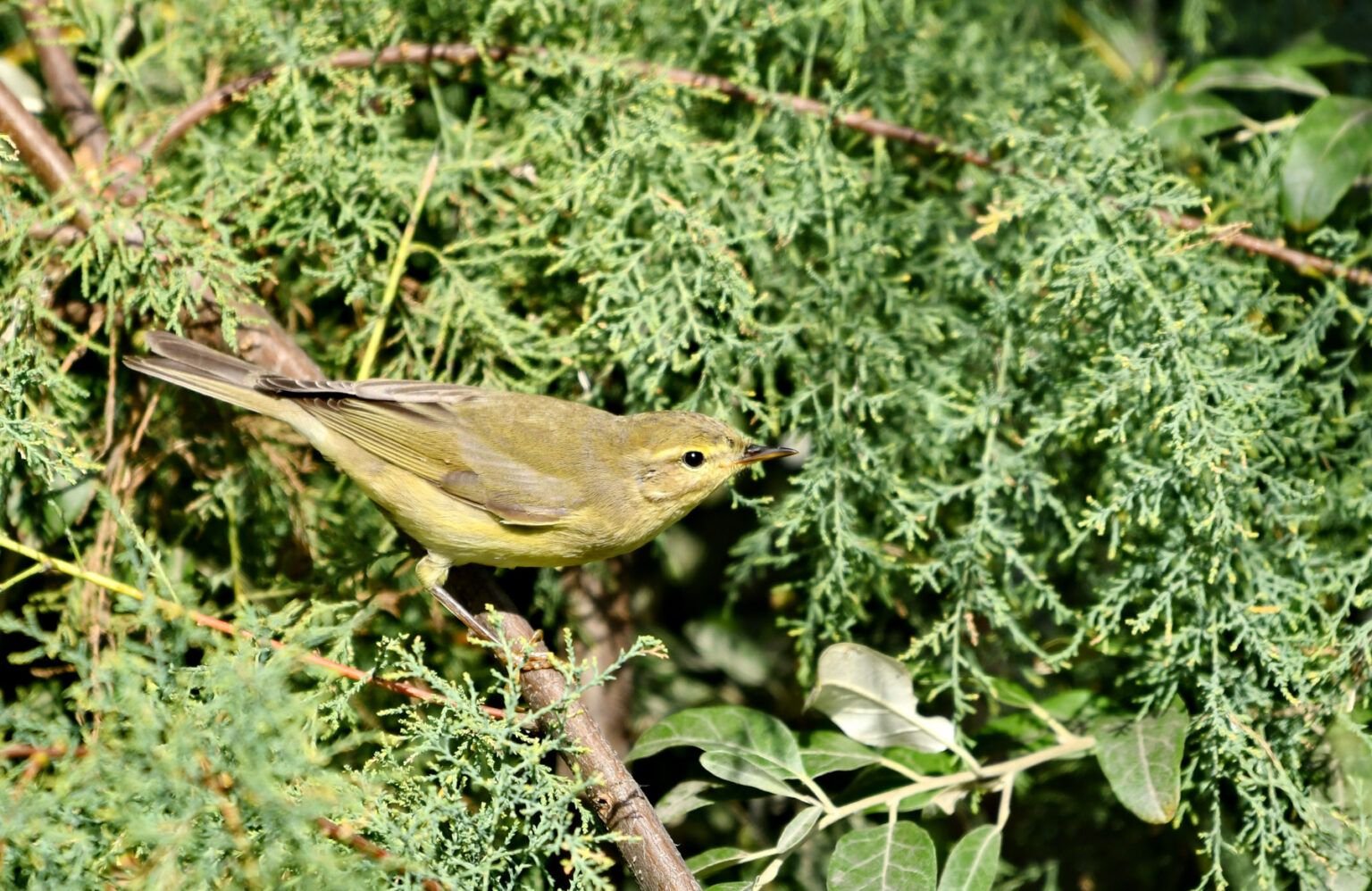 Phylloscopus trochilus