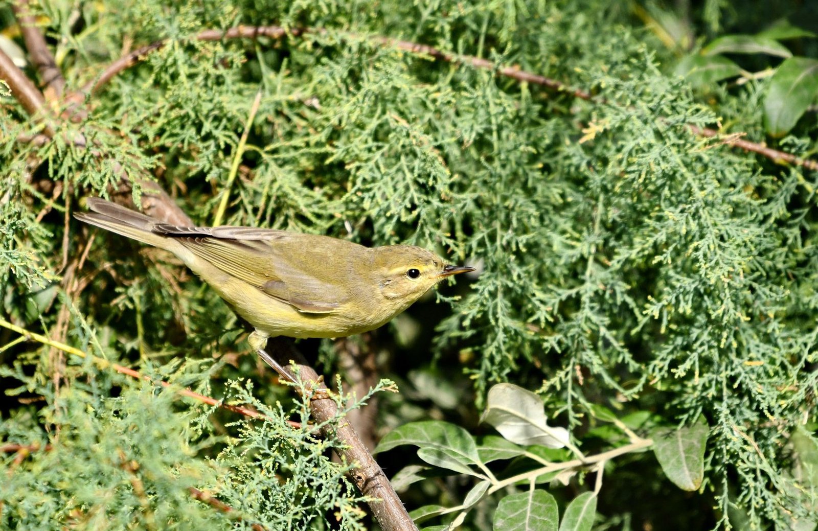 Willow warbler (Phylloscopus trochilus)