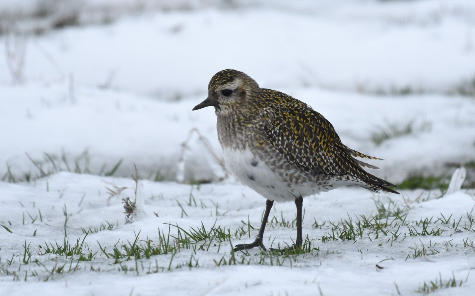 Golden plover (Pluvialis apricaria)