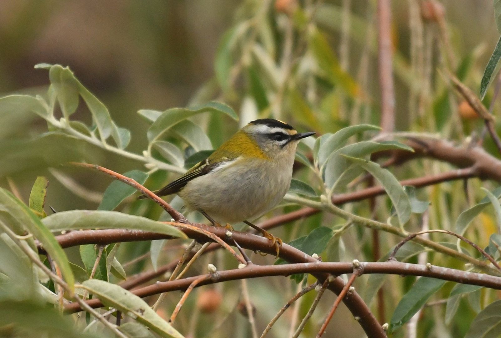 Common firecrest (Regulus ignicapillus )