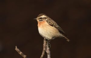 saxicola rubetra