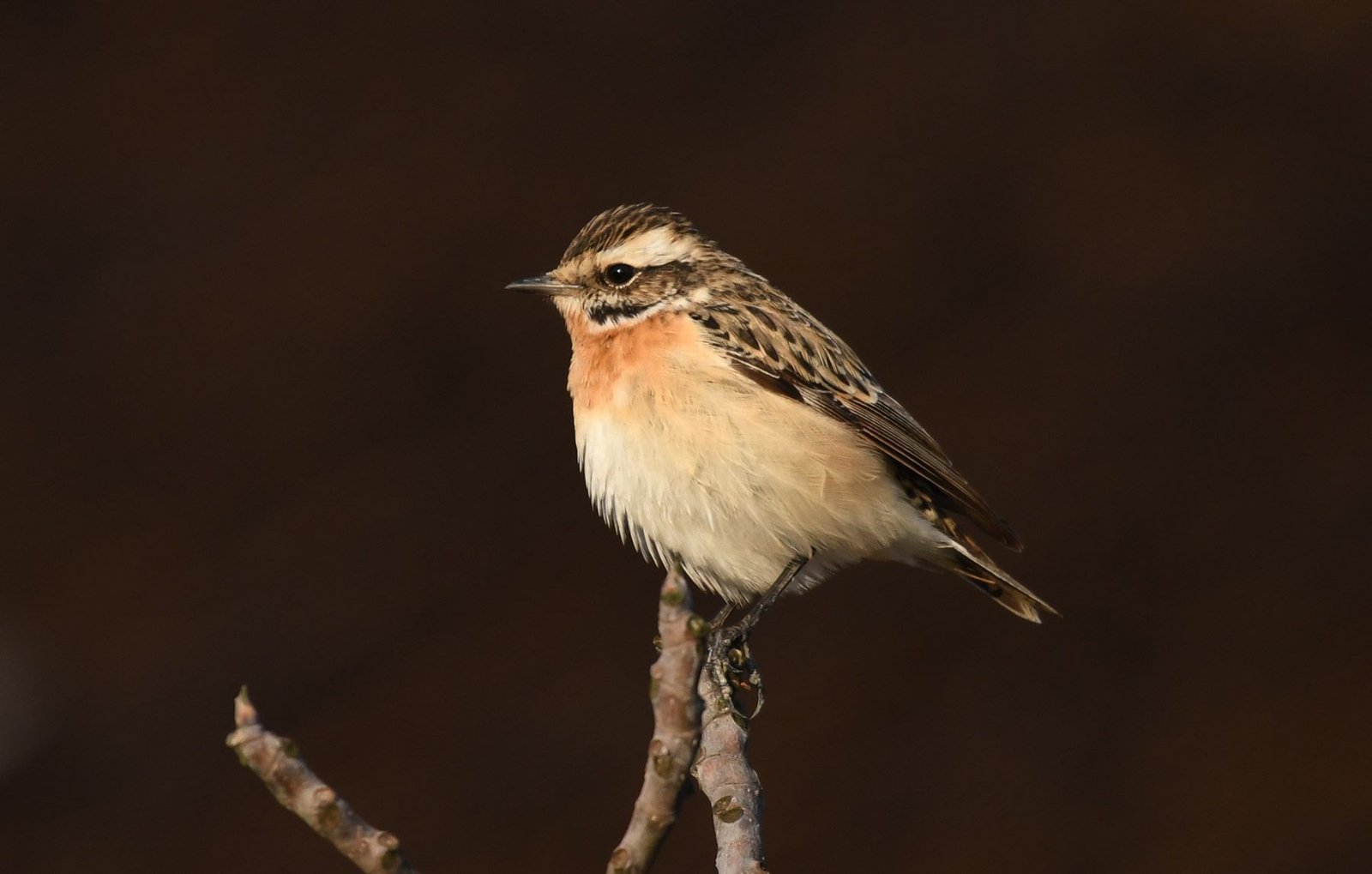 Whinchat (Saxicola rubetra)
