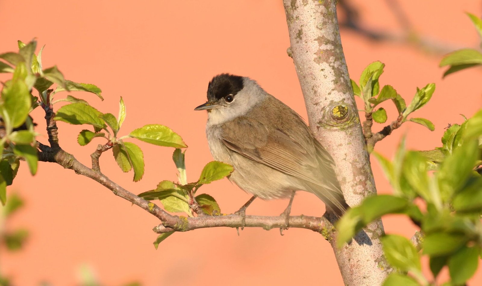 Eurasian blackcap (Sylvia atricapilla)