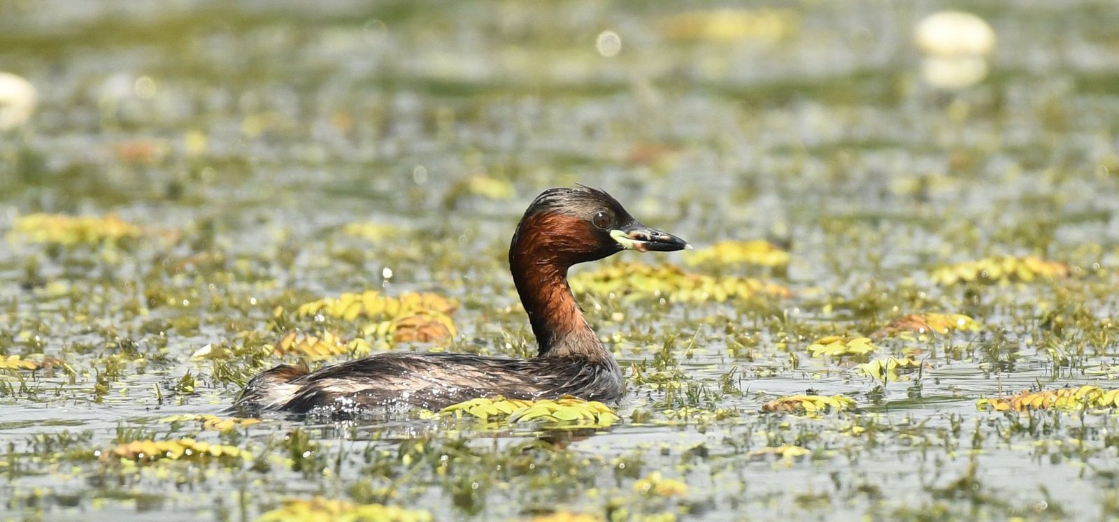 Little grebe (Tachybaptus ruficollis)