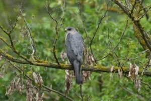 accipiter brevipes