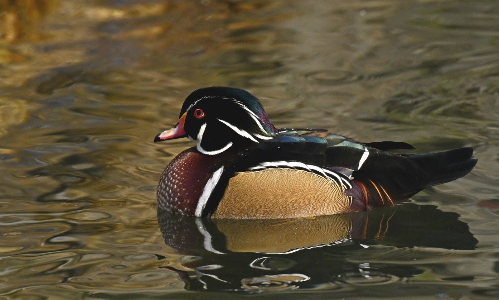 Wood duck – (Aix sponsa)