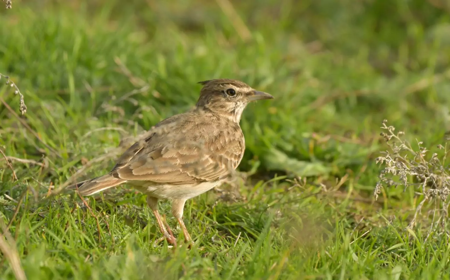 alauda arvensis