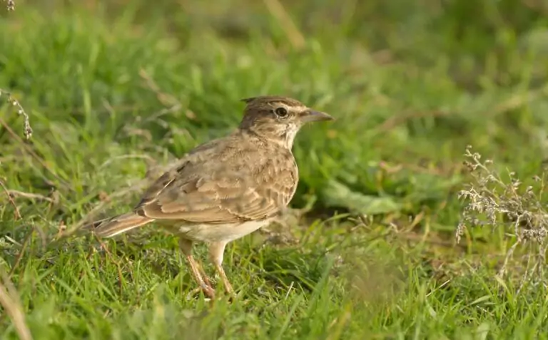 alauda arvensis