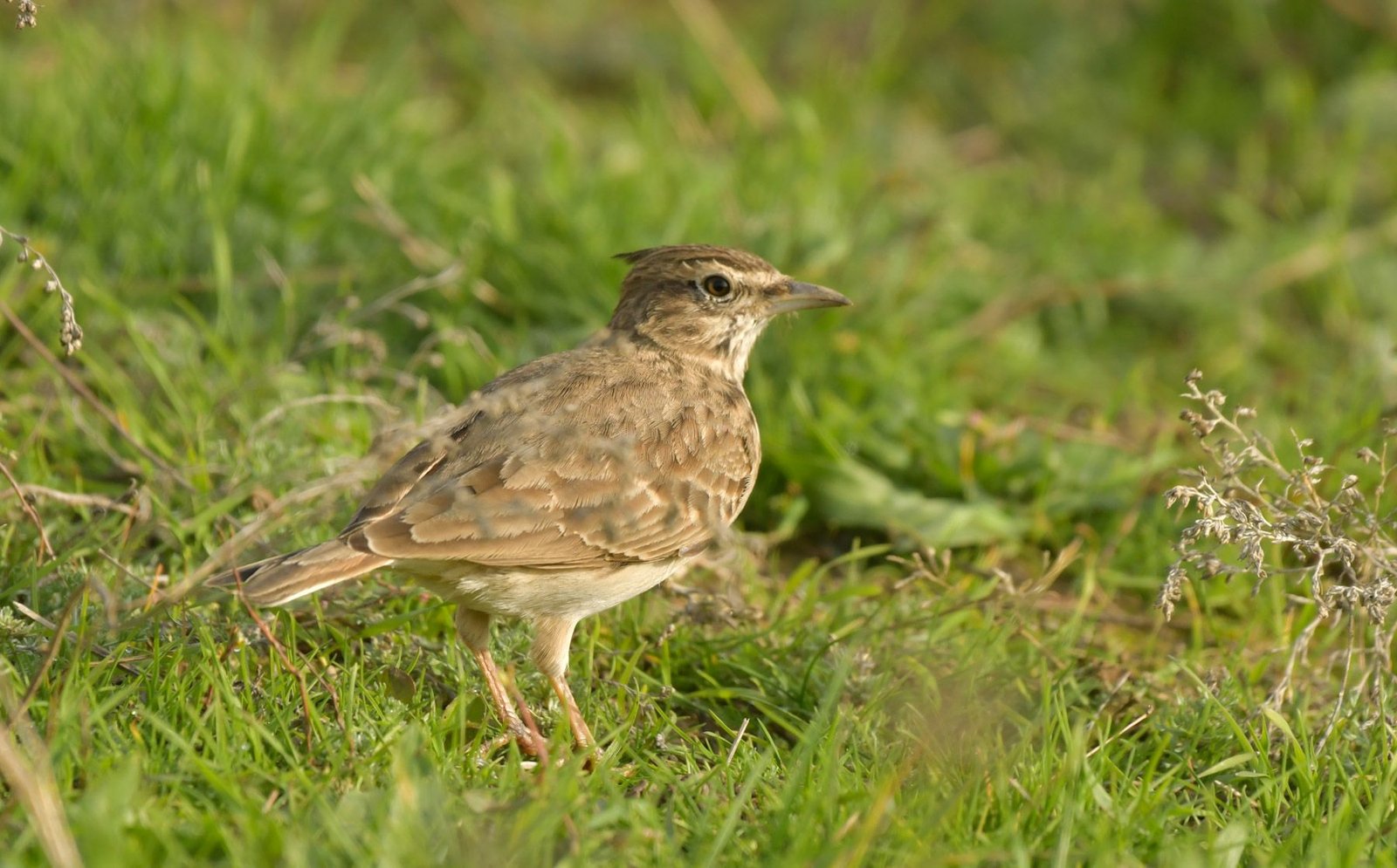 Eurasian Skylark (Alauda arvensis)