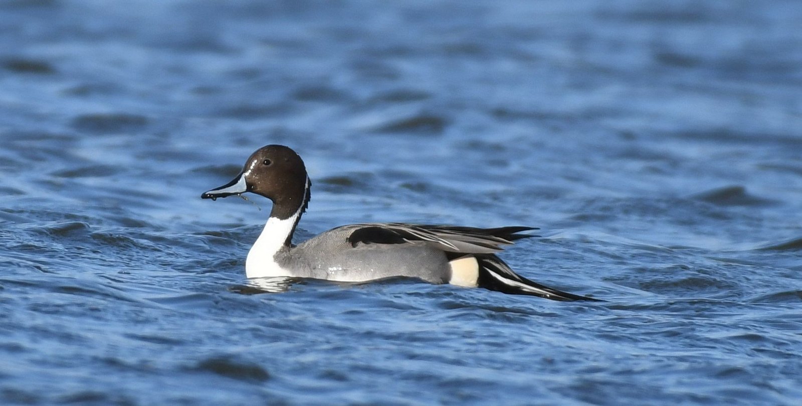Pintail (Anas acuta)