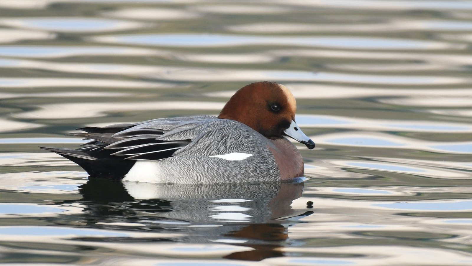 Eurasian Wigeon (Anas penelope)