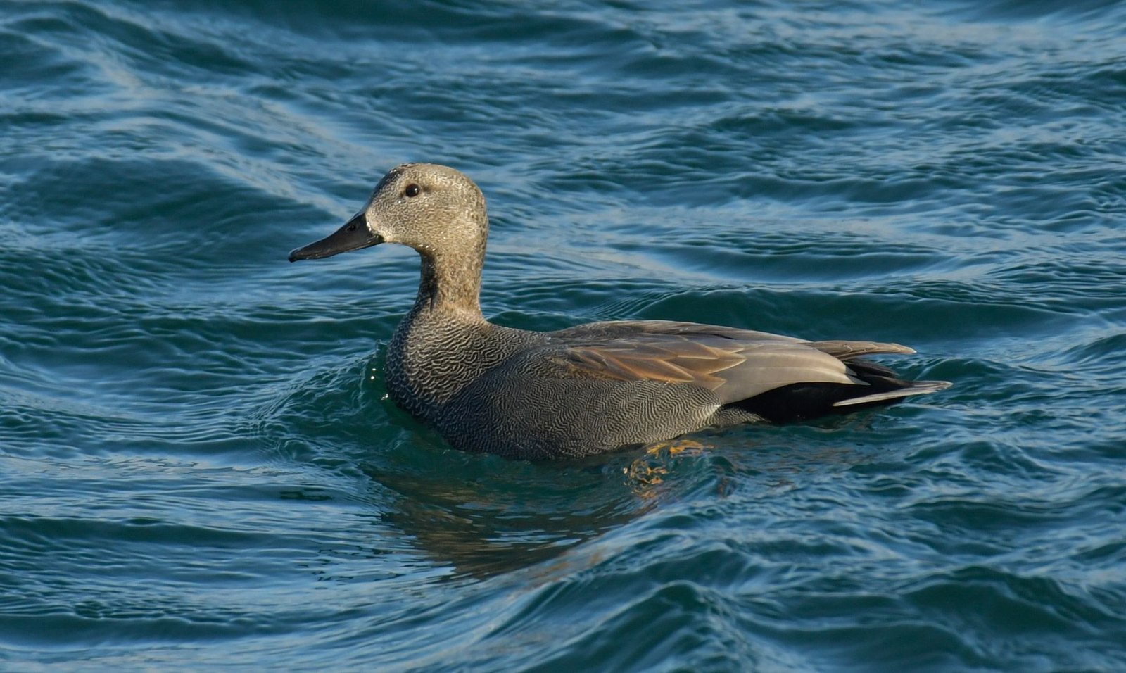 Gadwall (Anas strepera)