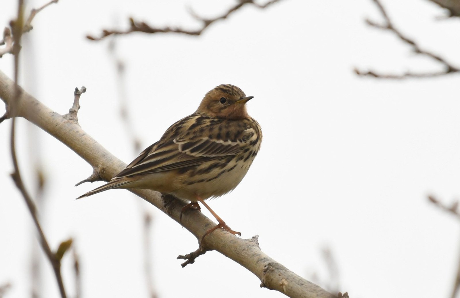 Red-throated Pipit (Anthus cervinus)