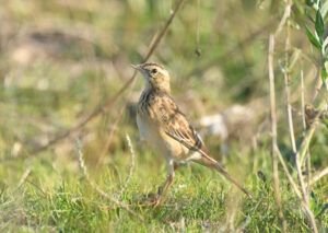 anthus richardii