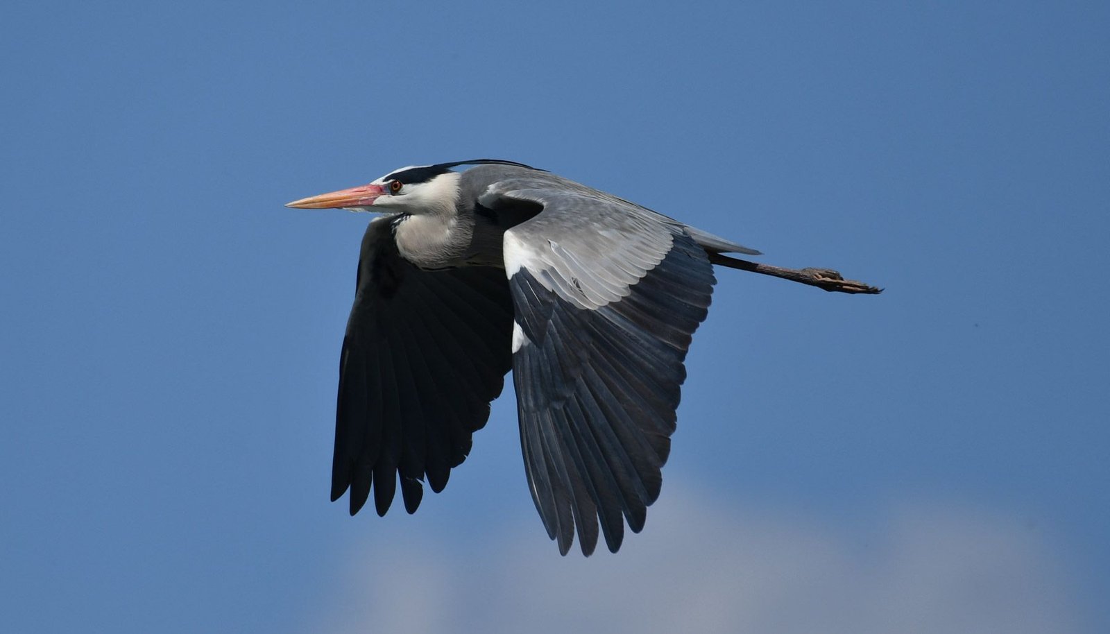 Grey Heron (Ardea cinerea)