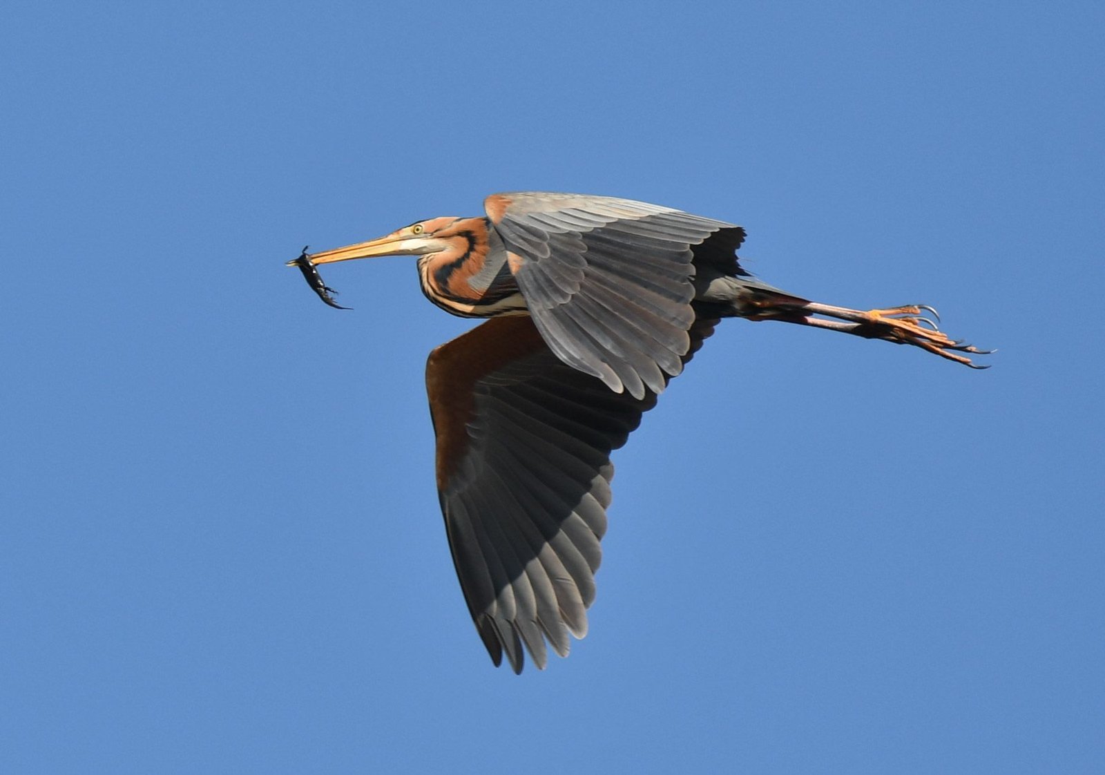 Purple heron (Ardea purpurea)