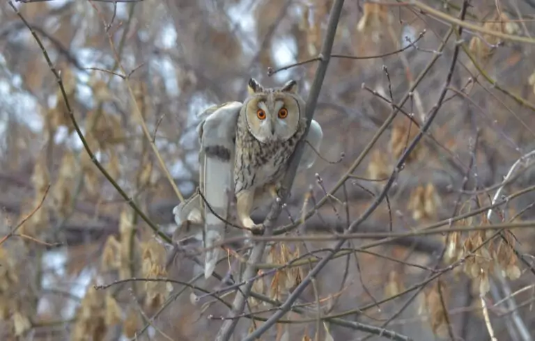 asio otus