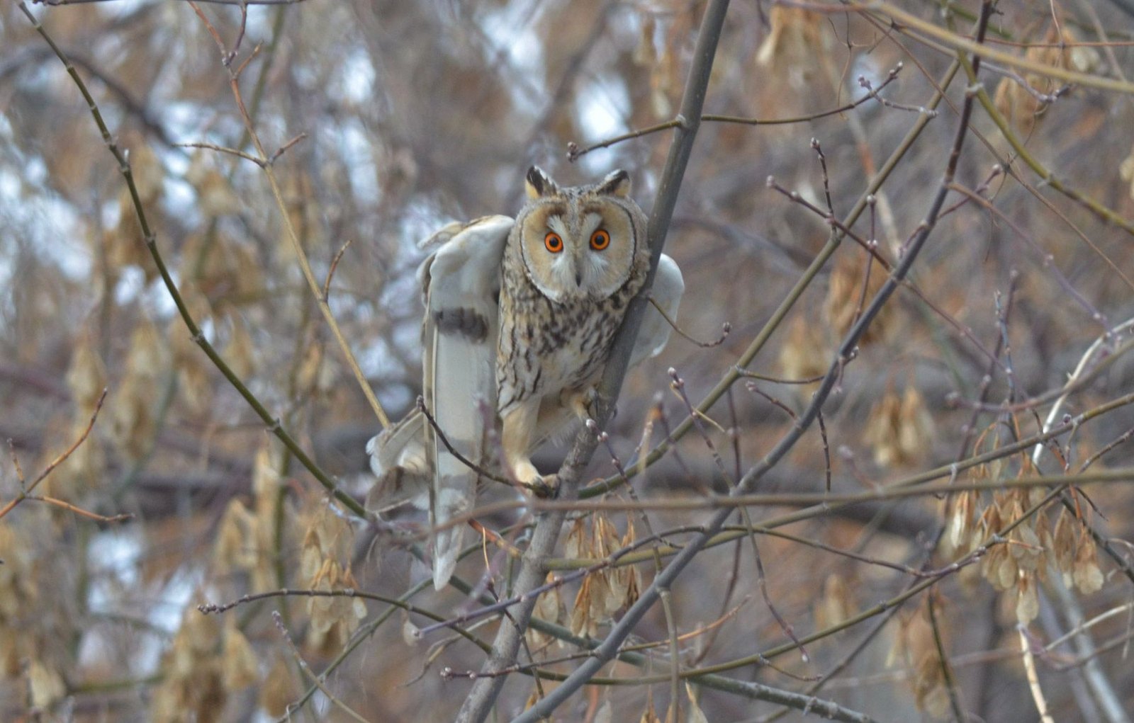Long-eared Owl (Asio otus)