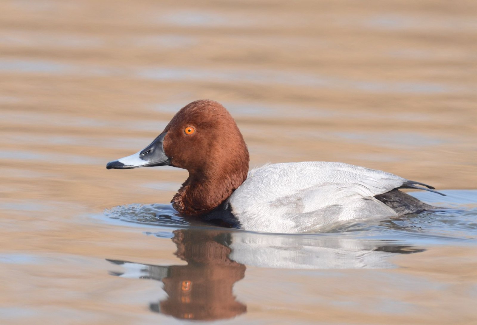 Pochard (Aythya ferina)