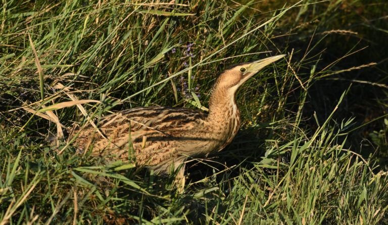 botaurus stellaris