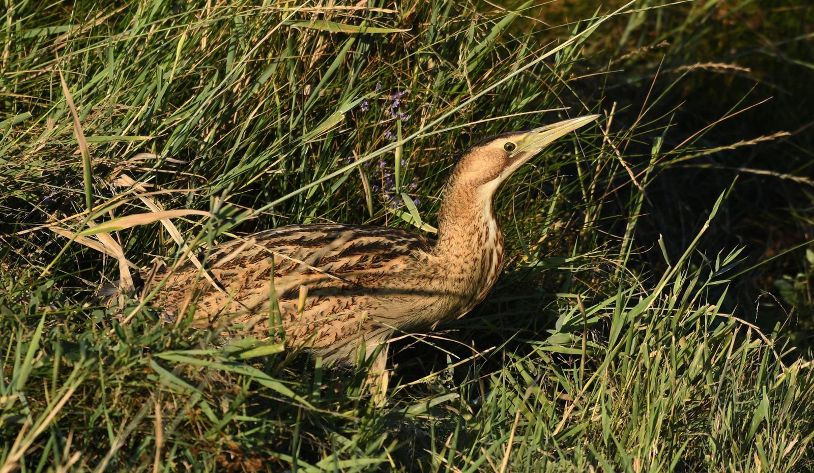 Eurasian Bittern (Botaurus stellaris)