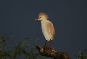 bubulcus ibis