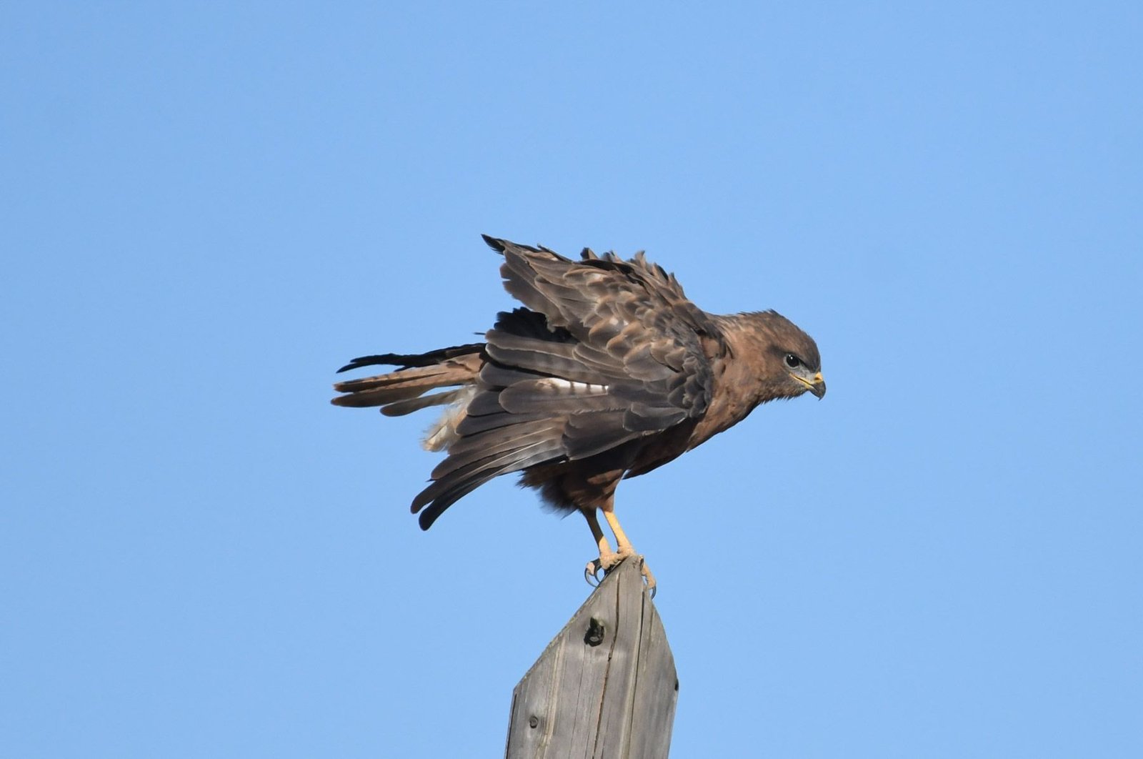 Steppe Buzzards (Buteo buteo vulpinus)