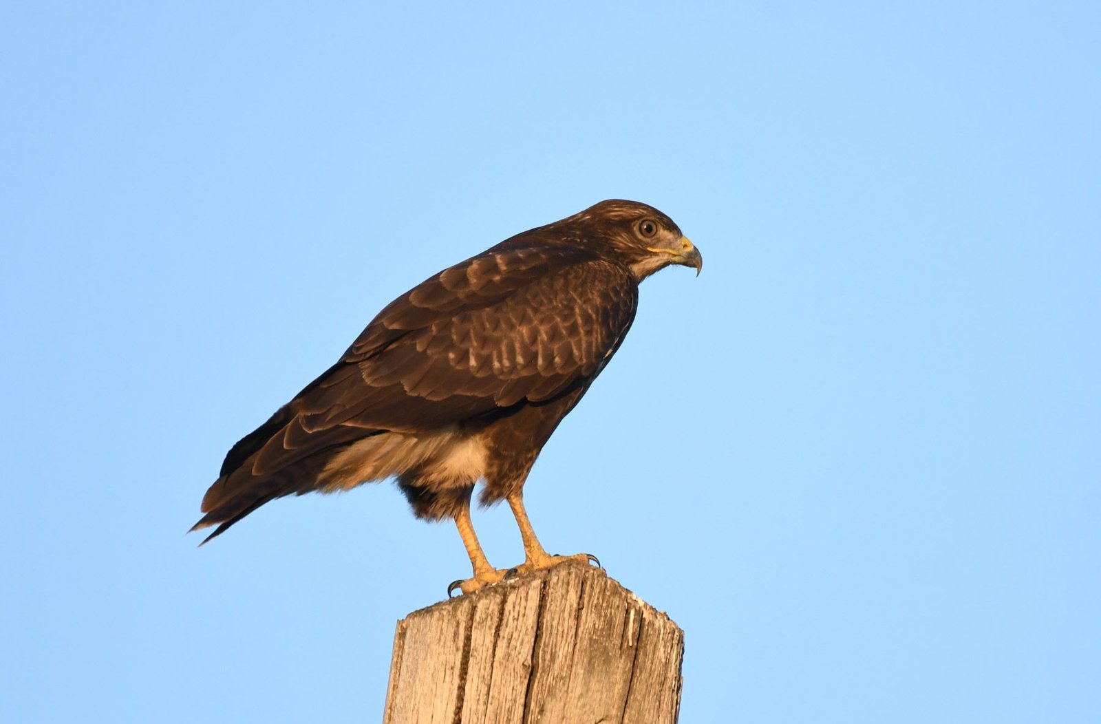 Common Buzzard (Buteo buteo)