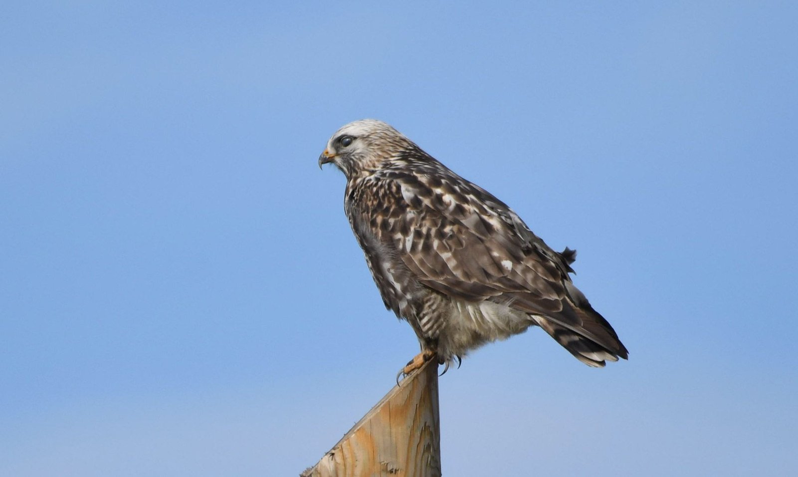 Rough legged buzzard (Buteo lagopus)