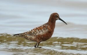 calidris ferruginea