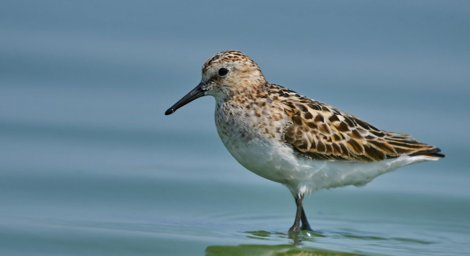 calidris minuta