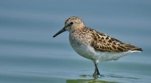 calidris minuta