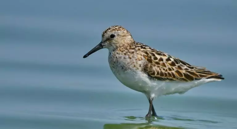 calidris minuta