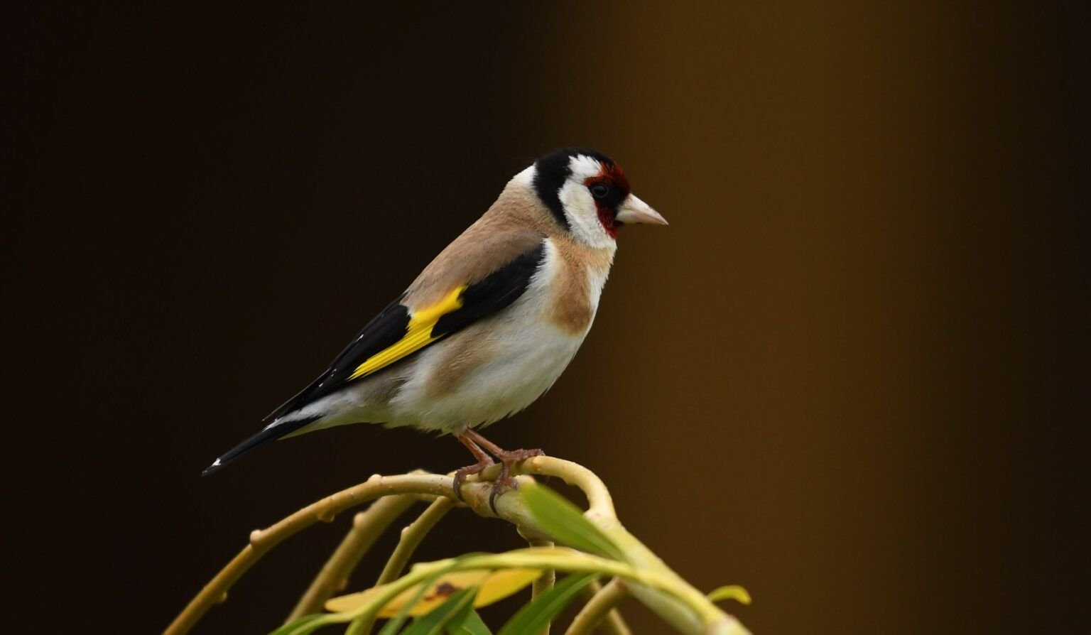 carduelis carduelis