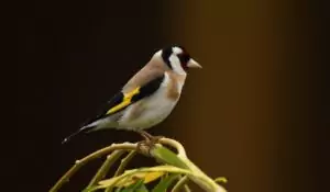 carduelis carduelis