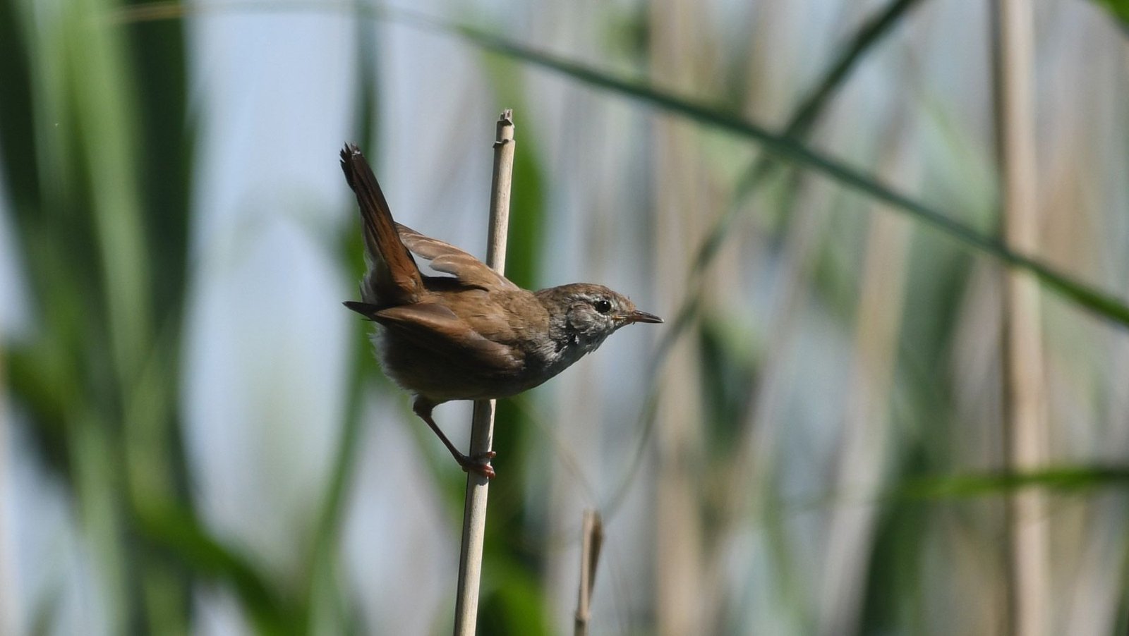 Cetti’s warbler (Cettia cetti)