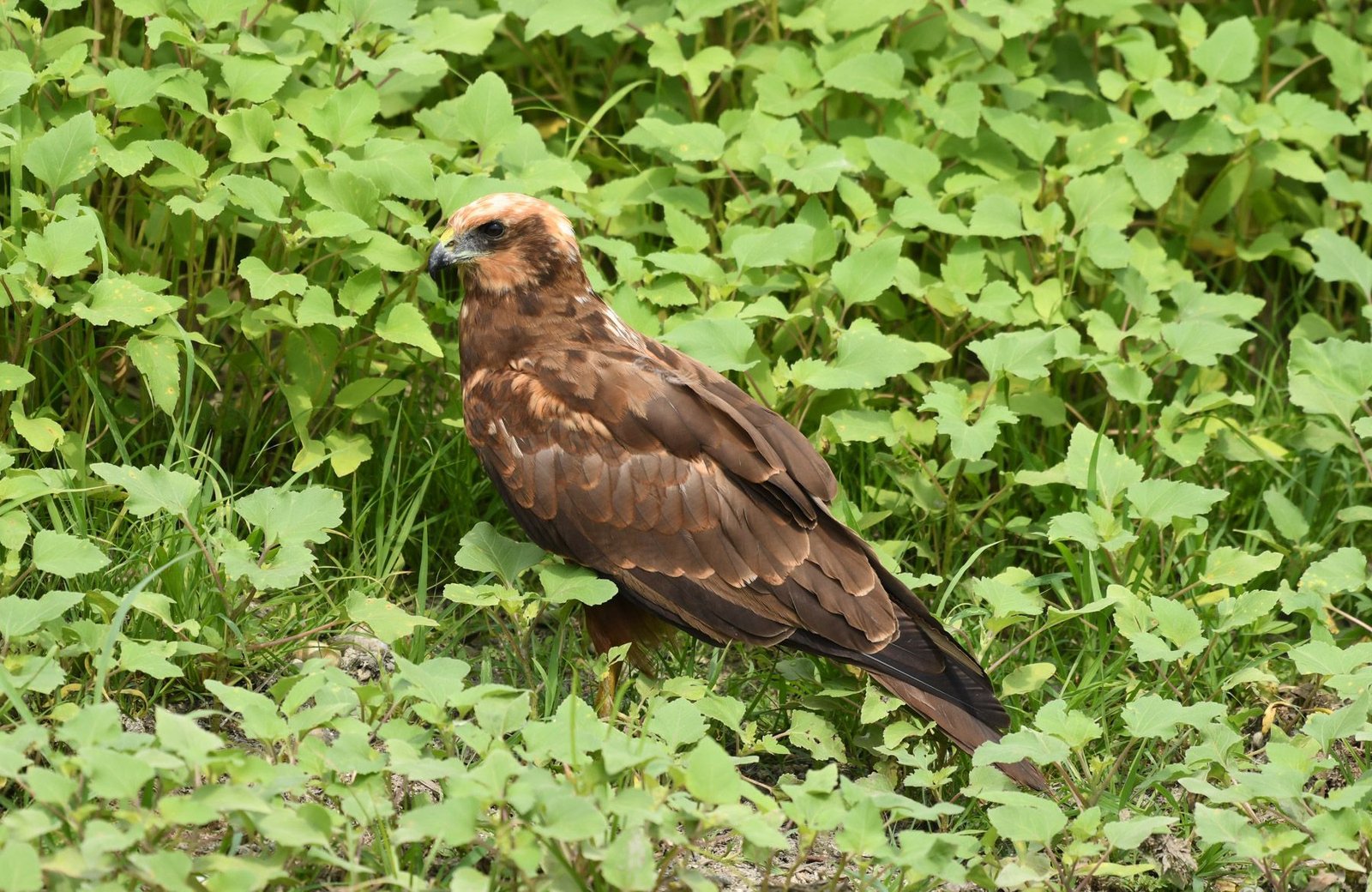 Marsh Harrier (Circus aeruginosus)