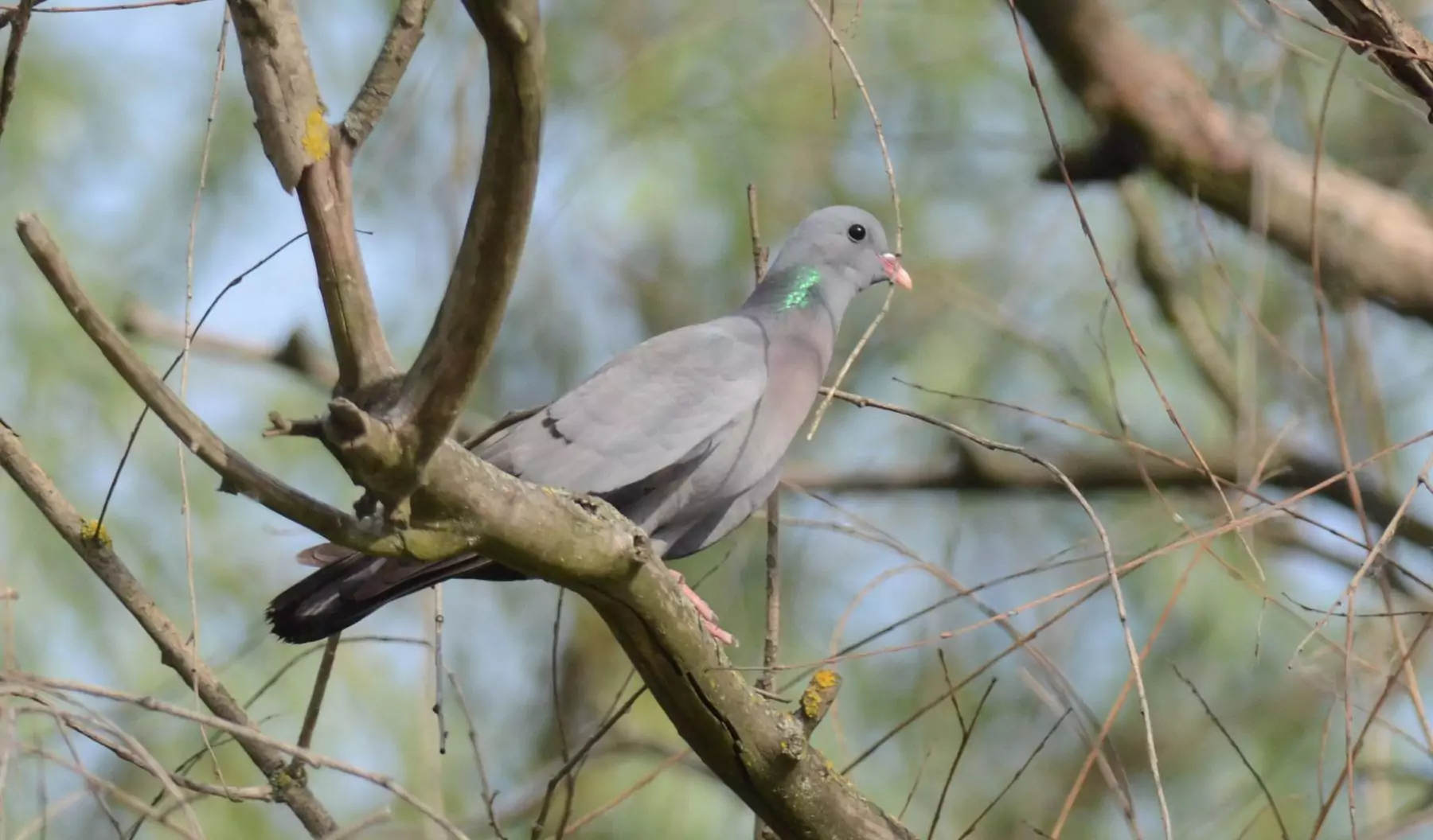 columba oenas