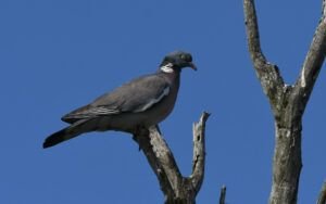 columba palumbus