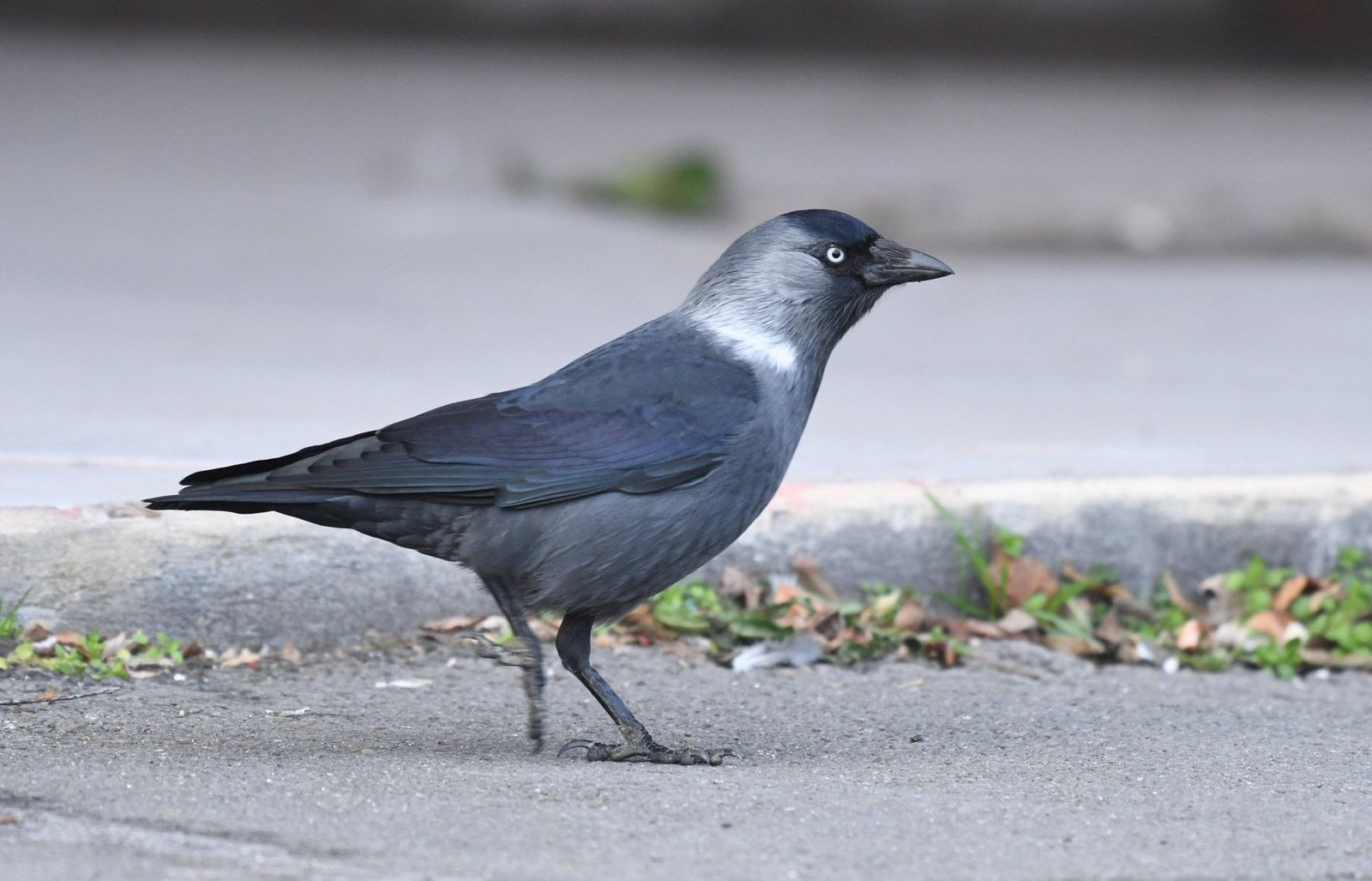 Jackdaw ( Corvus monedula)