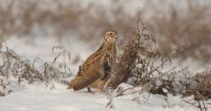 coturnix coturnix