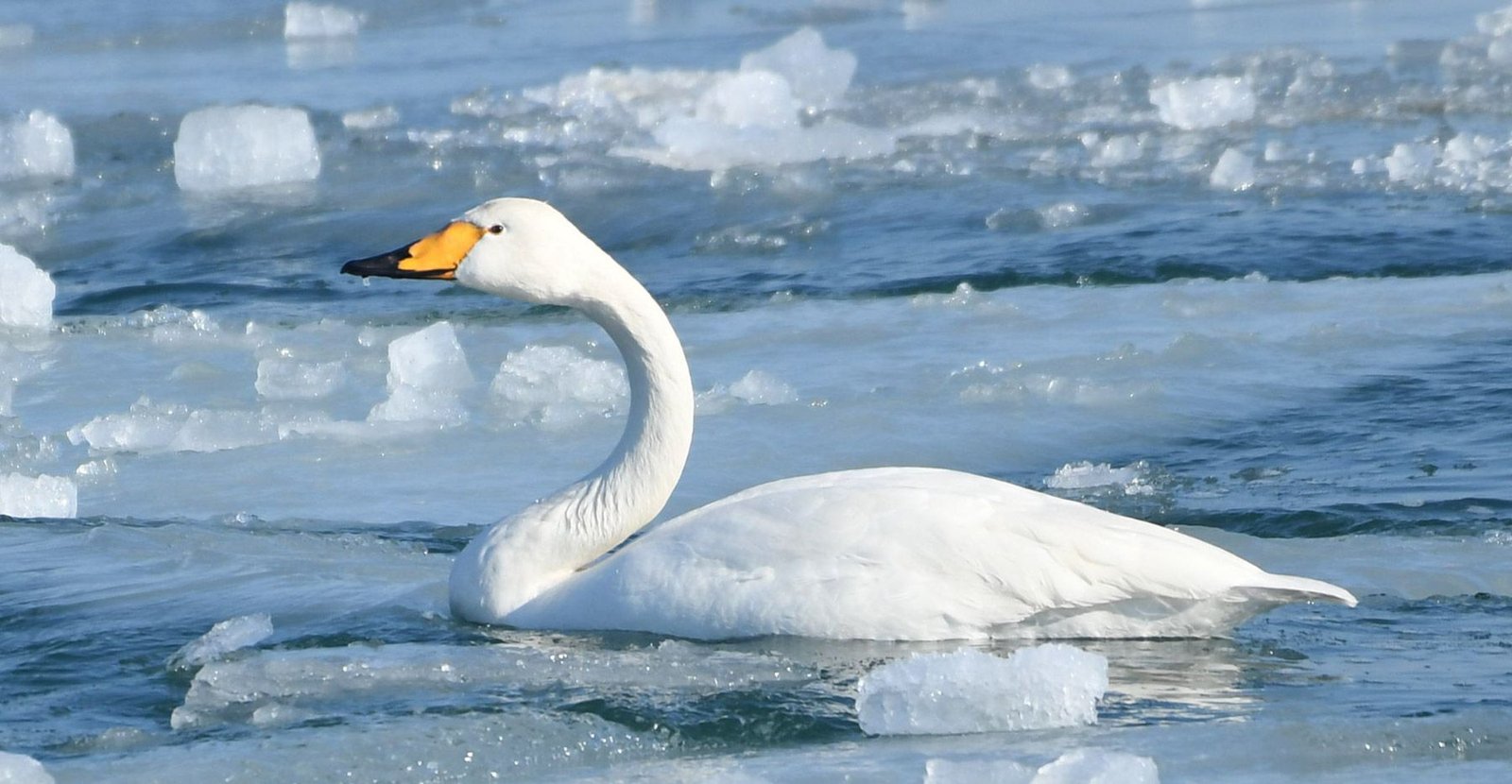 Whooper Swan (Cygnus cygnus)