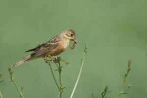 emberiza hortulana