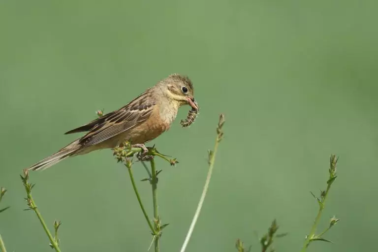  emberiza hortulana